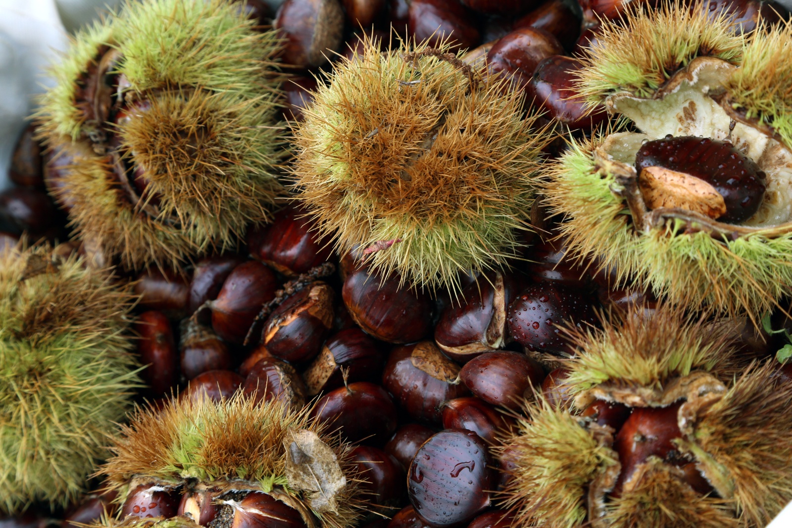 Ampeliona, Chestnut Festival